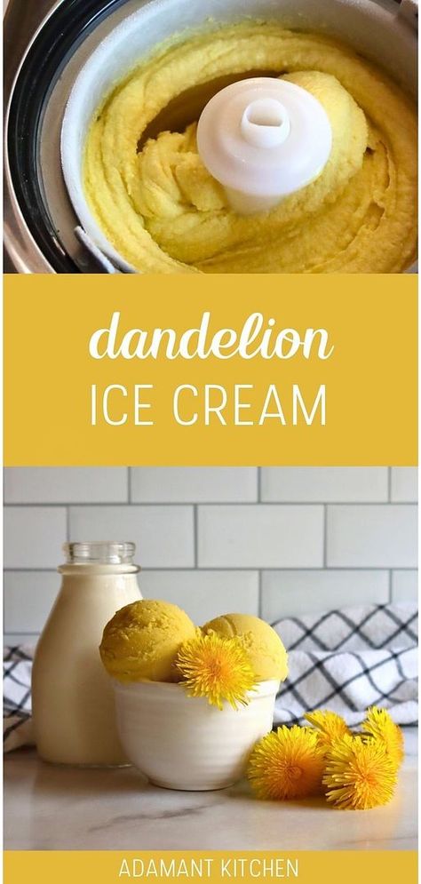 Indulge in the unique flavor of Dandelion Ice Cream, a standout in Easy Dandelion Recipes. Crafted with wild foraged dandelion petals and simple pantry staples, this edible flower ice cream is a delightful spring treat. Perfect for those exploring wild food foraging recipes and homemade desserts. Discover more edible flowers recipes and easy desserts at adamantkitchen.com Dandelion Ice Cream, Dandelion Flower Recipe, Dandelion Cookies Recipe, Recipes With Flowers, Fried Dandelion Flowers, Dandelion Recipes Food, Herbal Recipes Food, Unique Ice Cream Flavors Recipes, Foraged Food Recipes