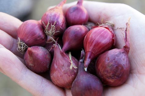 How to Grow Red Onions From Bulbs (with Pictures) Grow Red Onions, Plant Vegetables, Growing Onions, Onion Bulbs, Biennial Plants, Planting Onions, Indoor Vegetable Gardening, Garden Vegetables, Garden Bulbs