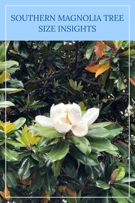 Wondering how tall Southern magnolia trees can grow? Also known as Magnolia grandiflora, these evergreen beauties captivate with their impressive size, creating a stunning focal point in any garden or landscape. Typically reaching heights of up to 80 feet and spreading wide with an equally impressive canopy, Southern magnolias not only enhance aesthetic appeal but also thrive in various landscapes. Discover the height and width of these majestic trees to help with your landscape planning. Grow Height, Southern Magnolia Tree, Evergreen Magnolia, Magnolia Stellata, Landscape Planning, Magnolia Grandiflora, Southern Magnolia, Magnolia Tree, Organic Mulch