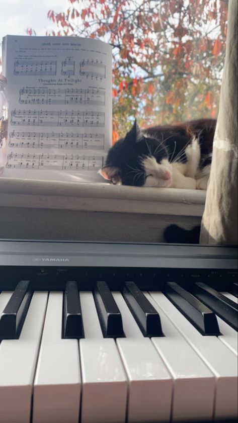 Cat Piano Aesthetic, Piano Pfp Aesthetic, Aesthetic Piano Pictures, Piano Aesthetic Wallpaper, Cat And Piano, Aesthetic Piano, Cat Piano, Piano Wallpaper, Piano Aesthetic