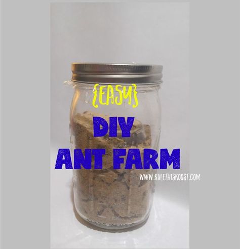 Easy DIY Ant Farm Diy Ant Farm, Ant Unit Study, Nature Studies, Ant Farm, Ant Farms, Bug Crafts, Montessori Ideas, Science Activities For Kids, Unit Studies