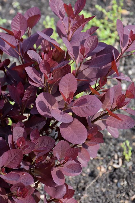 Black Velvet Purple Smokebush (Cotinus coggygria 'Black Velvet') at Roger's Gardens