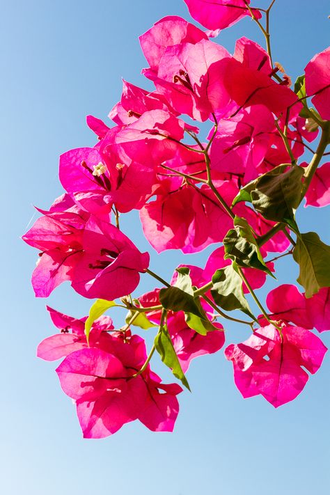 Greek Pink Flowers, Boganvillia Aesthetic, Bougenville Flowers Aesthetic, Bouganvilla Flower, Bougenville Flowers, Pretty Pink Aesthetic, Tropical Garden Ideas, Flower Background Wallpaper, Pretty Flower