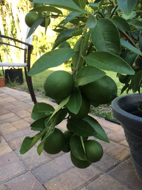 Tahitian Lime Tree, Lime Trees In Pots, Growing Lime Tree In Pot, Key Lime Tree In Pot, Potted Lime Tree, Lime Tree In Pot, Lime Tree Care, Mexican Lime Tree, Persian Lime Tree