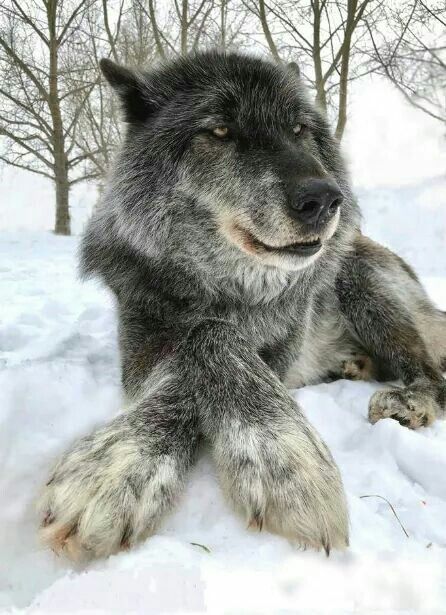 Wolf Hybrid, Wolf Photos, Gray Wolf, Wolf Love, Wolf Pictures, Beautiful Wolves, Grey Wolf, Black Wolf, Wild Dogs