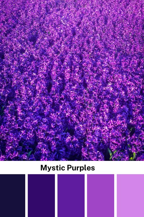 A vast field of mystic purple hyacinths stretches endlessly, showcasing a majestic purple color palette with hues of royal purple and lilac.
Here are the names for each color in the palette:
#15103c - Midnight Indigo
#330a6c - Deep Violet
#601c9e - Royal Purple
#a145c7 - Orchid Bloom
#d385ea - Lavender Mist Color Palette Names, Color Scheme Generator, Purple Color Palette, Royal Purple Color, Lavender Mist, Purple Color Palettes, Color Harmony, Color Palette Generator, Royal Purple