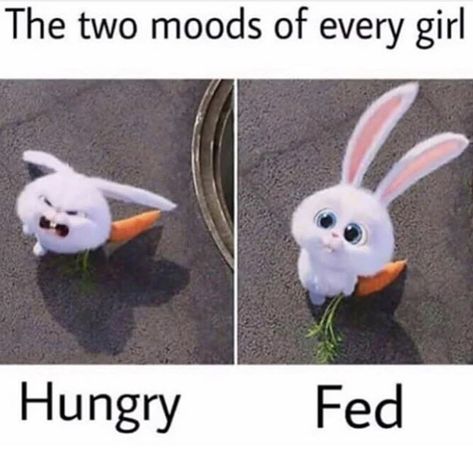 Hungry Meme, Funny Food Memes, Disney Mignon, Food Memes, Cute Bunny Cartoon, Funny Captions, Food Humor, Funny Animal Pictures, Dankest Memes