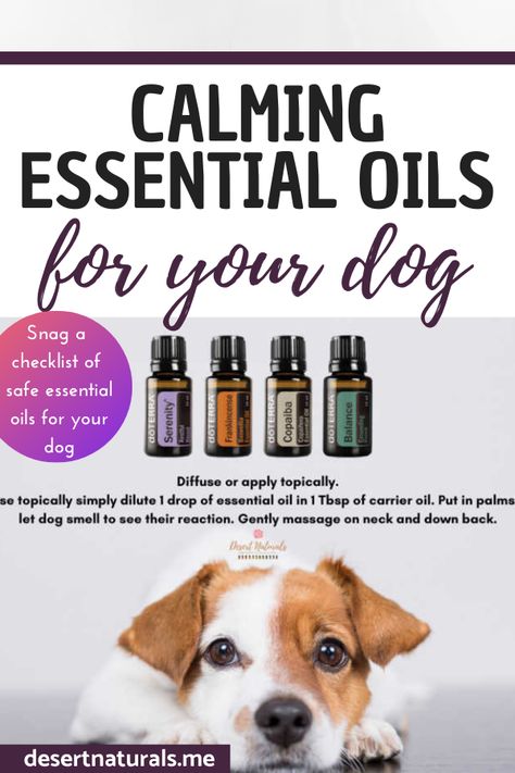 Dog Essential Oils, Essential Oil Dog Spray, Doterra Dogs, Dog Safe Essential Oils, Dog Calming Spray, Natural Dog Remedies, Essential Oils For Dogs, Doterra Serenity, Essential Oils Dogs