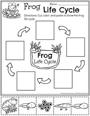 Life Cycle Of A Frog Printable, Life Cycle Theme For Preschool, Frog Life Cycle Worksheet Free Printable, Life Cycle Of A Frog Craft Preschool, Frog Lessons For Preschool, Frog And Pond Preschool Theme, Lifecycle Of A Frog Activities, Frog For Preschool, Spring Homeschool Preschool