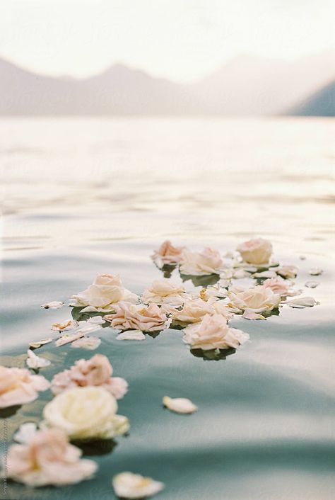 roses on water Soft Water Aesthetic, Flower Petals In Water, Roses In Water, Floating Roses, Flowers In Water, Spring Moodboard, Zodiac Aesthetic, Ocean Stuff, Water Aesthetic