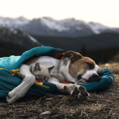 Travelling Together, Most Expensive Dog, Adventure Dog, Adventure Cat, Fluffy Kittens, Siamese Kittens, Kitten Rescue, Adorable Kitten, Dog Adventure