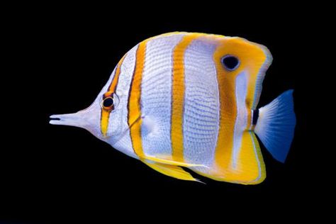 Copperband Butterflyfish, Sea Creature Jewelry, Underwater Tattoo, Balloon Fish, Fish Friday, National Geographic Photography, Photos Of Fish, Butterfly Fish, Salt Water Fish