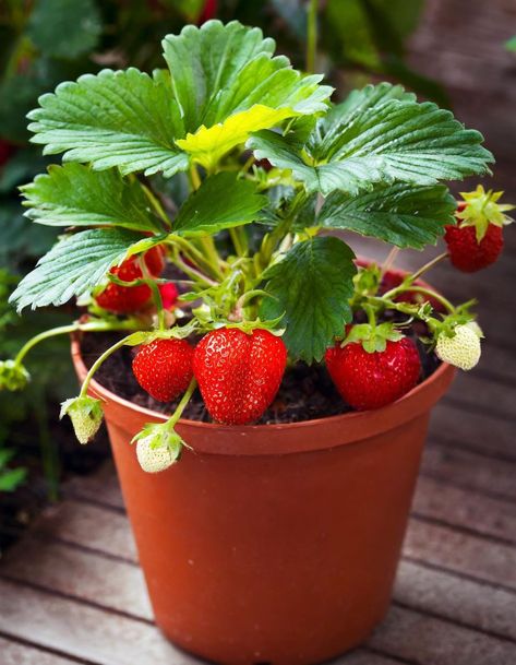 Grow Strawberries From Seed, Strawberries In Pots, Strawberry Skull, Strawberry Seedlings, Garden Styling, Types Of Strawberries, Strawberry Pot, Strawberry Bush, Strawberry Varieties