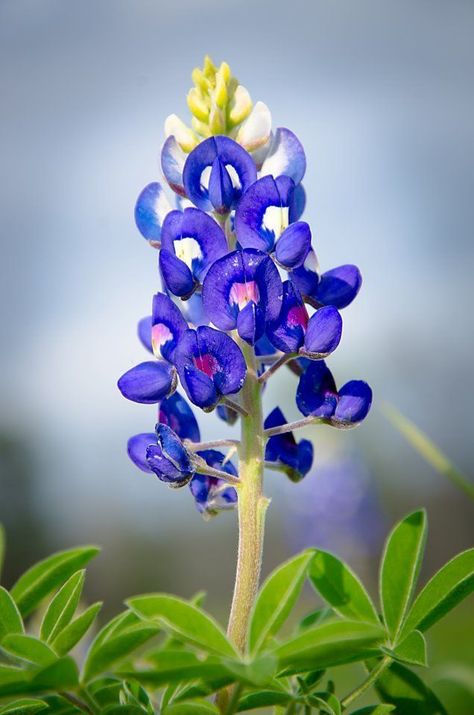 The state flower - Education in Action Texas Blue Bonnets, Bluebonnet Art, Bluebonnets Texas, Texas Wildflowers, Blue Bonnet, Texas Bluebonnets, Indian Paintbrush, Loving Texas, Texas Girl