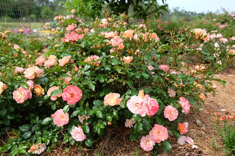 Peach Drift Roses Landscape Ideas, Popcorn Drift Roses Landscape Ideas, Drift Roses Landscape Ideas, Groundcover Roses, Knock Out Roses, Pnw Garden, Drift Roses, Ground Cover Roses, Knockout Roses