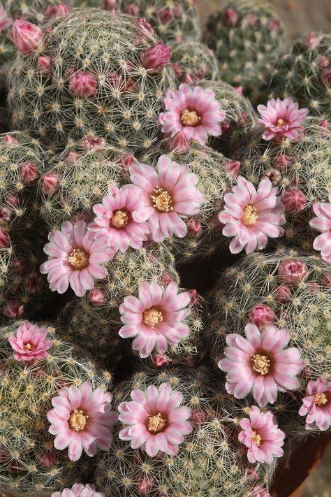 Cactus Paintings, Cactus Photography, Pinterest Garden, Making Plant Pots, World Beauty, Cactus Flowers, Flower Therapy, Love Garden, Home Decoration Ideas