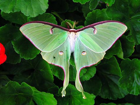 World's Best Luna Moth Stock Pictures, Photos, and Images - Getty Images Luna Moth, About Us, Moth, Plants, Green, Red, White