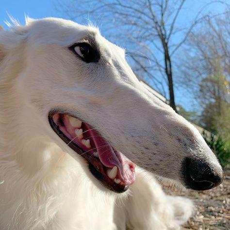 Internet Adores This Very Long Dog With Even Longer 12.2-Inch Snout (30 Pics) Long Nose Dog, Long Face Dog, Russian Wolfhound, Borzoi Dog, Puppy Images, Long Nose, Afghan Hound, Silly Dogs, Dog Pin