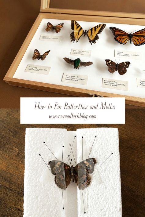 How to Pin and Preserve Butterflies and Moths for Display – Woodlark Blog – Woodlark Diy Insect Pinning Board, How To Display Butterflies, How To Pin A Butterfly, Found Things Art, How To Mount Butterflies, Insect Taxidermy Diy, How To Preserve A Butterfly, How To Preserve Butterflies, How To Preserve Mushrooms For Decoration