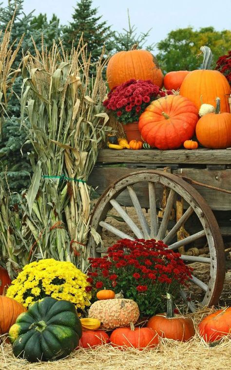 Autumn garden harvest - flowers, pumpkins, mums -  fall decorating Food Cravings Late Nights, Mums In Pumpkins, Pumpkins And Gourds, Garden Harvest, Autumn Scenes, Harvest Time, Autumn Scenery, Fabulous Fall, Fall Outdoor