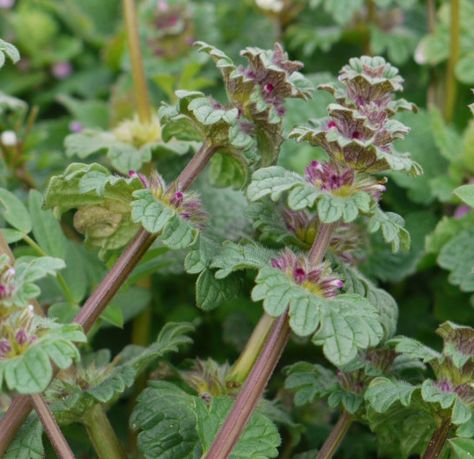 Wild foraging in Missouri Ozarks (February) | Nature's News Ground Ivy, Wild Crafting, Wild Foraging, Herbs Plants, Wild Food Foraging, Native Foods, Edible Wild Plants, Tiny White Flowers, Growing Gardens