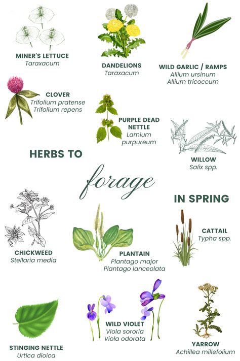 Wild Medicinal Plants, Foraging Tools, Foraging Uk, Wild Witchcraft, Plants Knowledge, Foraging For Beginners, Spring Foraging, Medicinal Flowers, Spring Herbs