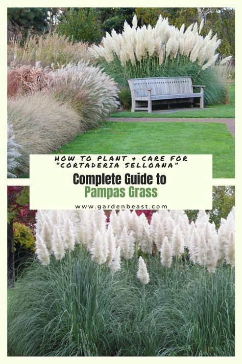 Pampas Landscaping, Pampas Grass Hydrangea, Ornamental Grass Landscape Front Yard, Pampas Grass Front Yard, Pampas Grass Garden Ideas, Pampas Grass Landscape Front Yard, Garden Design With Grasses, Pampas Grass Planting Ideas, Pampas Grass In Landscaping