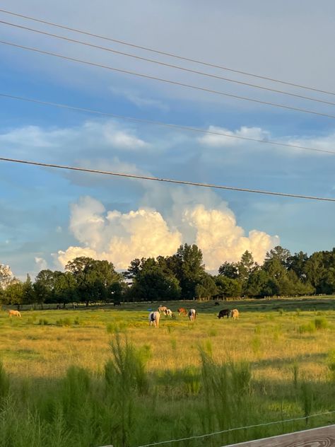 Pretty Field Aesthetic, Big Field Backyard, Wide Field Aesthetic, House In A Field Aesthetic, Alabama Country Side, Grass Land Aesthetic, Nature Farm Aesthetic, Midwest Field Aesthetic, Field Astetic