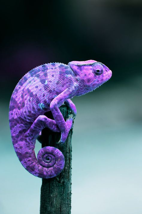 purple Types Of Chameleons, Chameleon Lizard, Desen Realist, Purple Animals, Cute Reptiles, Chameleons, Airbrush Art, Reptiles And Amphibians, Foo Fighters