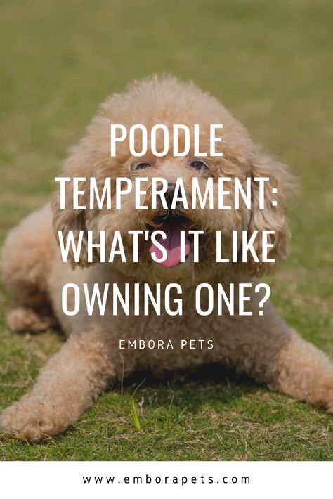 Poodle Training Tips, Apricot Poodle Standard, Big Poodle Dogs, Poodle Cuts Pet Grooming, Mini Poodle Haircut Styles, Toy Poodle Haircut Styles, Miniature Poodle Grooming, Toy Poodle Haircut Teddy Bears, Toy Poodle Puppy Cut