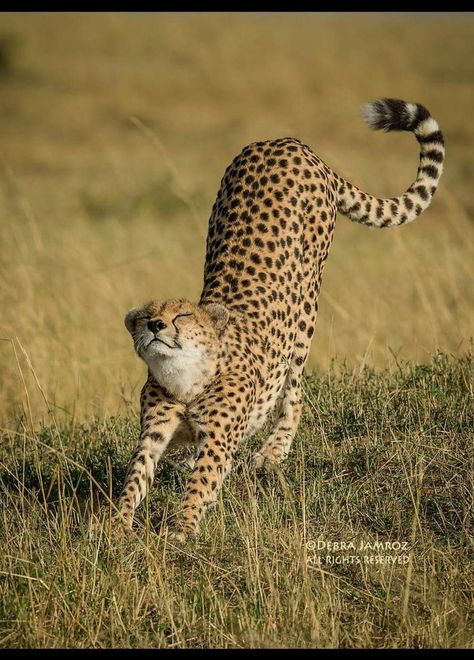 Funny Pictures Of Animals, Cheetah Pictures, Animals In Clothes, Adoption Photos, Hilarious Photos, Cheetah Animal, Cat Pose, Animale Rare, Funny Costumes