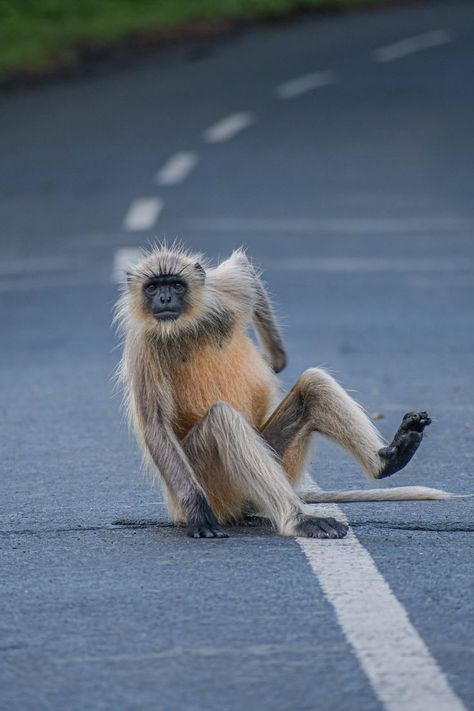 Monkey sitting on the road Monkey Sitting, German Boys, Instagram Couples, Climb Trees, Couple Selfies, Funny Captions, Smiles And Laughs, Stand Up Comedy, Sea Fish