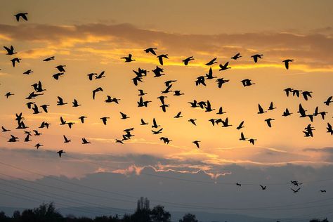 Flight Patterns, Bird Migration, Migratory Birds, Spiderman Artwork, Animals Photos, Sea Dweller, Flock Of Birds, Spring Beauty, Animal Facts