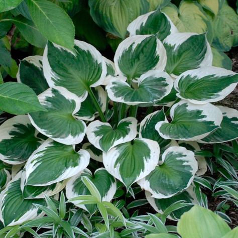 Hosta 'Minuteman' Full Sun Hostas, Hosta Minuteman, Sun Hostas, Hosta Guacamole, Hosta Plantaginea, Hosta Plants, Green Veins, Sandy Soil, Garden Greenhouse