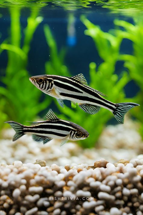 Here's the complete guide to caring for danios fish. Cute Fish For Aquarium, Cool Freshwater Fish, Pretty Freshwater Fish, Community Fish Tank Freshwater, Aquriam Fish, Aquarium Animals, Danio Fish, Tropical Fish Tank, Community Fish Tank