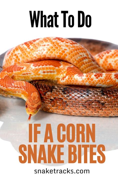 Being bitten by a snake can be a scary experience, but there is nothing to worry about when it comes to Corn Snakes! Whether you are thinking of a Corn Snake as a pet, you are a Corn Snake new owner or you are a concerned relative, friend or neighbor of someone owing a Corn Snake, relax: Corn Snakes are currently very docile and friendly and even if frightened or stressed they rarely bite!!! Corn Snakes Pet, Corn Snakes Cute, Snake As Pet, Diy Corn Snake Enclosure, Pet Corn Snake, Corn Snake Terrarium Ideas, Corn Snake Cage Ideas, Corn Snake Vivarium, Corn Snake Cute