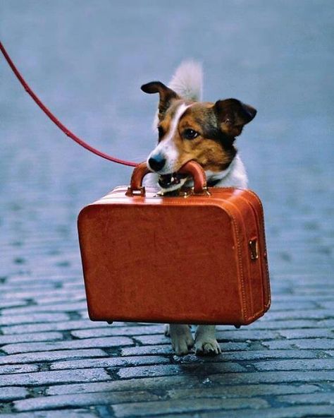 Dog with suitcase Photo Animaliere, Jack Russel, Pet Hacks, Dog Travel, Jack Russell Terrier, Mans Best Friend, Jack Russell, Four Legged, Dog Life