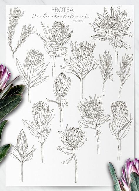 One Line Modern Sketch Protea Flower by Alisa Fimen Design on @creativemarket Protea Bouquet Tattoo, Queen Protea Tattoo, Protea Tattoo Design, Protea Tattoo Small, Australian Native Flowers Tattoo, Australian Native Flowers Illustration, Fynbos Illustration, Waratah Tattoo, Protea Invitation