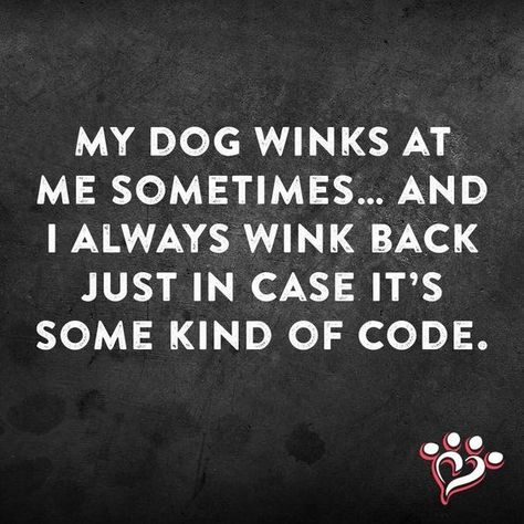 10 Funny Thoughts All Dog Lovers Must Read - I Can Has Cheezburger? Dog Quotes Love, Dog Quotes Funny, 10 Funniest, Funny Thoughts, Animal Quotes, Dog Quotes, Dog Memes, Must Read, My Dog