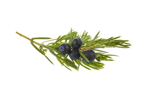 Juniper Drawing, Juniper Branch, Juniper Berries, Banner Designs, Juniper Berry, Christmas 2023, S Tattoo, Banner Design, Fern