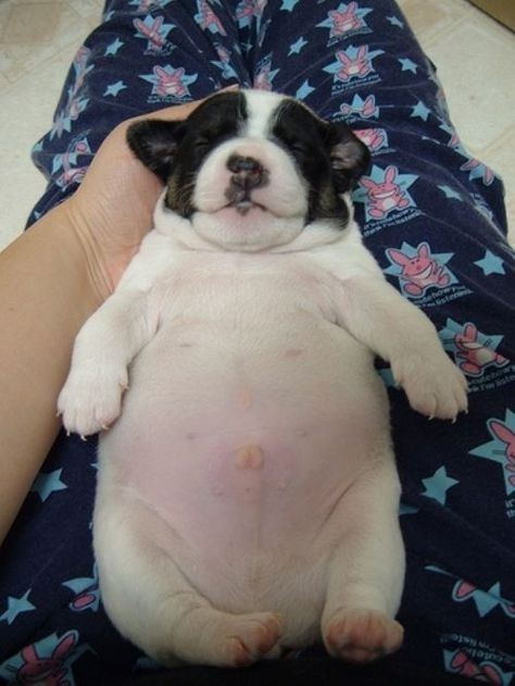 And now the mega tummy of all puppy tummies: the ultimate decider if you have a soul. Fat Puppies, Chubby Puppies, Fat Animals, Fat Dogs, Little Buddha, Love My Dog, White Dog, 귀여운 동물, I Love Dogs