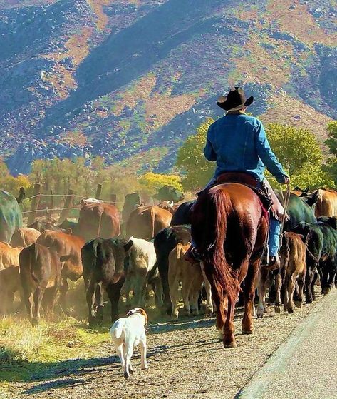 Rodeo Wedding, Ranching Life, Cowboy Artists, Cow Boys, Cattle Drive, Real Cowboys, Into The West, Quarter Horses, Western Life