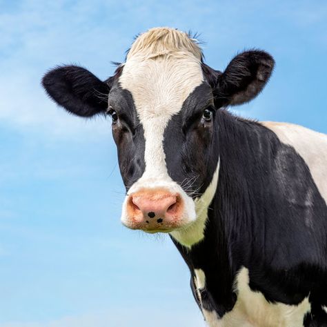 Sweet Cow, Black And White Cow, Holstein Cows, Cow Face, Cow Pictures, Cow Head, Black Cow, Cow Painting, Dairy Cows