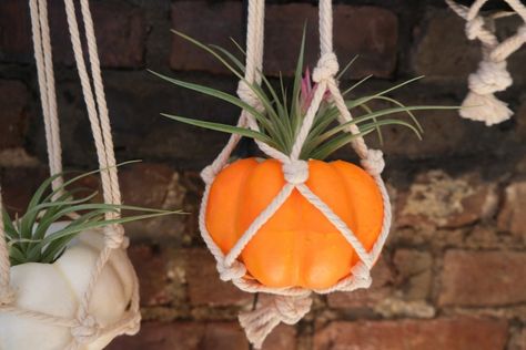 Macrame pumpkin plant hangers for fall #macramediy #macramehanger #pumpkindiy #pumpkindecor #halloweendiy #halloweencraft #easydiy #halloweendecor #macramedecor #macrameplanter Halloween Macrame Plant Hanger, Macrame Pumpkin Hanger, Macrame Pumpkin, Pumpkin Plant, Planting Pumpkins, Fake Pumpkins, Macrame Planter, Plastic Pumpkins, Foam Pumpkins