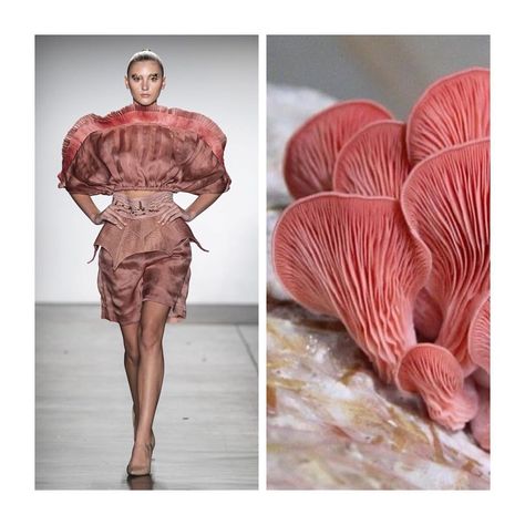 @fashion.biologique added a photo to their Instagram account: “Pink Oyster mushrooms are one of the few carnivorous mushrooms. The mycelia of oyster mushrooms…” Mushroom Fashion, Modeling Outfits, Clothing Wardrobe, Oyster Mushroom, High Fashion Runway, Oyster Mushrooms, Fashion Inspiration Board, Outfit Goals, Outfit Posts