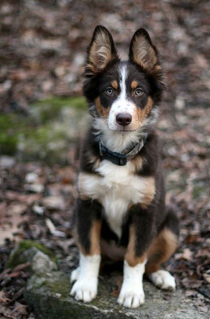 Panda Shepherd, Perfect Ears, Panda German Shepherd, Pretty Puppy, Dream Dog, Shepherd Puppy, Pretty Dogs, Border Collies, Blue Heeler