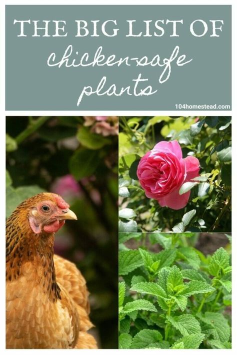 The Big List of Chicken-Safe Plants for In & Around Your Coop What To Plant Near Chicken Coop, Good Plants To Plant Around Chicken Coop, Plants To Grow In Chicken Coop, Gardening Around Chicken Coop, Herbs To Plant Around Chicken Coop, Growing Grass In Chicken Coop, What To Plant In A Chicken Run, Plants Chickens Can Eat, Plants To Grow For Chickens To Eat