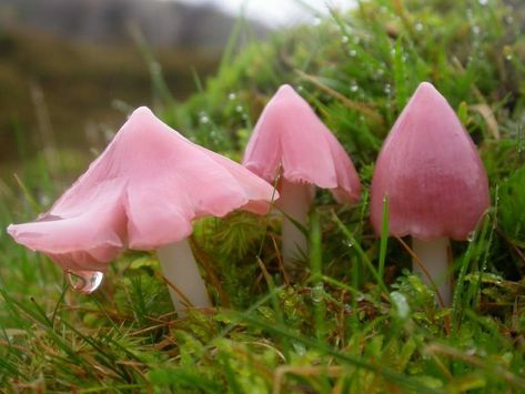 Octopus Stinkhorn, Pink Mushrooms, Mushroom Pictures, Pink Mushroom, Slime Mould, Plant Fungus, Mushroom Fungi, Nail Fungus, Wild Plants