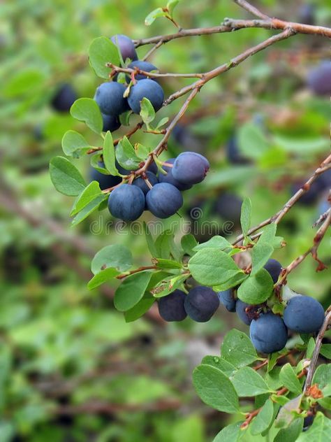 Blueberry Branch, Botanical Photos, Grow Blueberries, Cheesecake Blueberry, Blueberry Bush, Cake Blueberry, Flower Reference, Growing Blueberries, Blueberry Plant