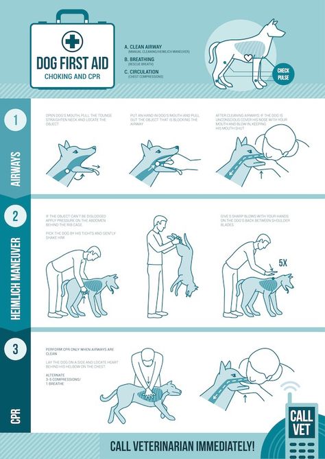 Dog CPR instructions by Shutterstock. Heimlich Maneuver For Dogs, Dogs Hacks, Dog First Aid, Katt Diy, Dog Remedies, Psy I Szczenięta, Dog Info, Dog Safety, Dog Care Tips